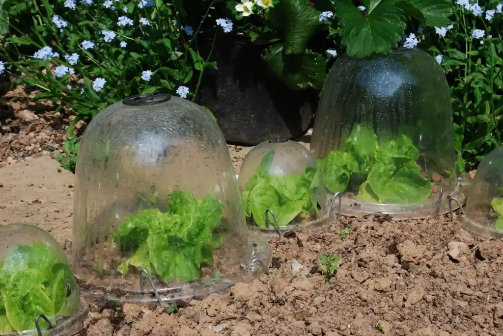 cloche de jardin