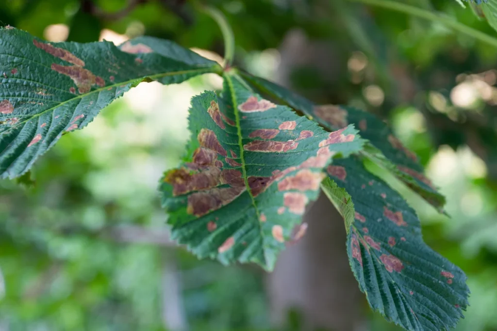 Feuilles abimées dû à la chaleur