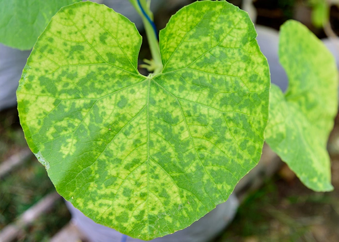 feuille de melon en manque d'eau