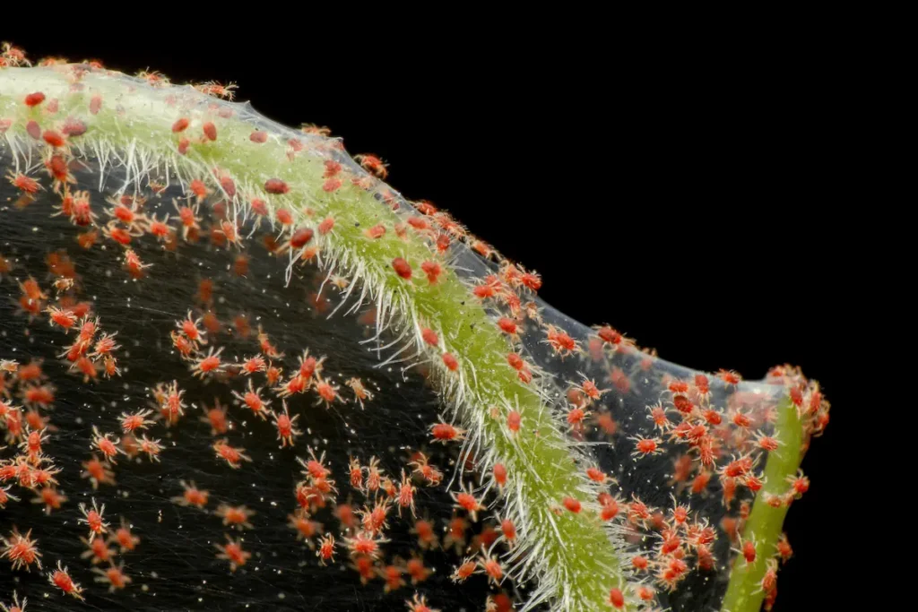 Attaque d'araignées rouges sur une plante