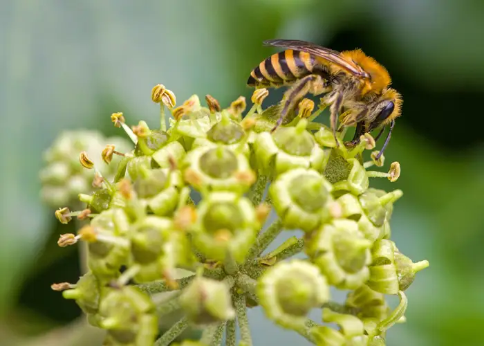 Une abeille du lierre (Colletes hederae) butine une fleur de lierre en septembre