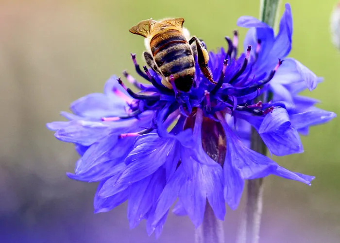 abeille orientation grâce aux uv