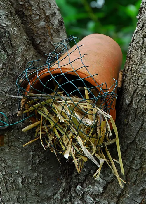 Pot de fleur rempli de paille dans un arbre (refuge à perce oreille)