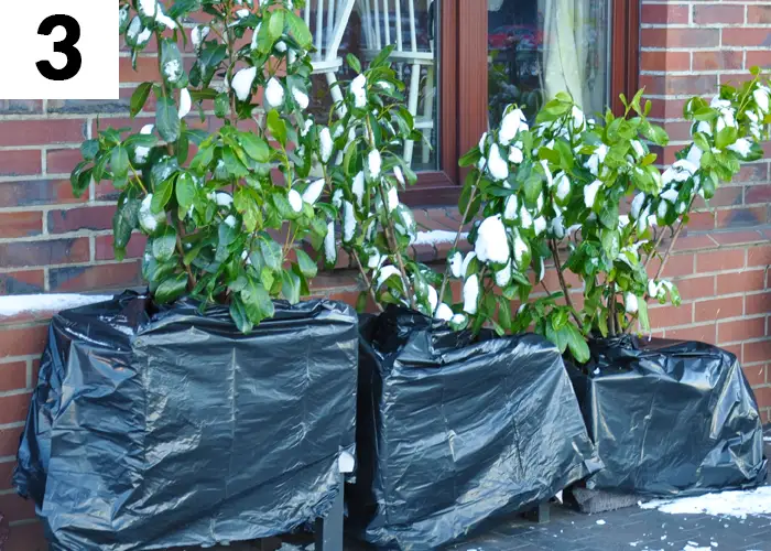 Tâche n°3 décembre au jardin : Abriter les plantes du gel et des intempéries