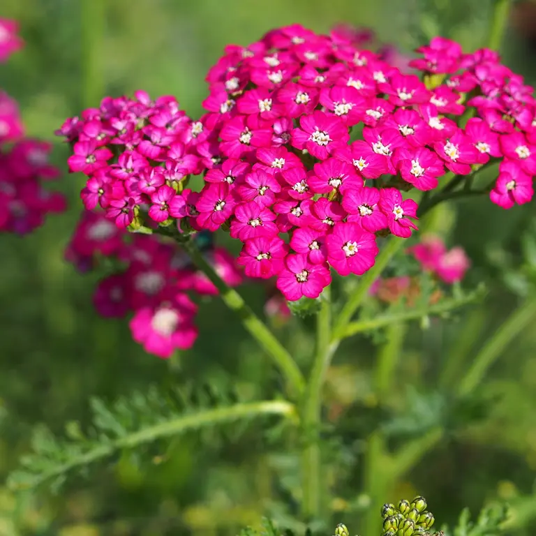 Achillée millefeuille de couleur rose en juillet