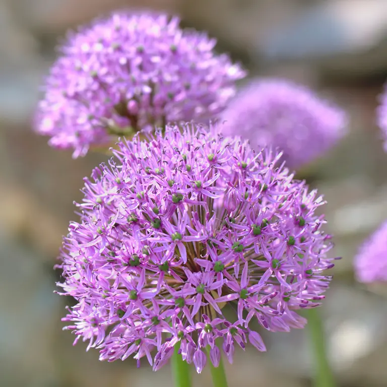 Ail d'ornement au mois de mai