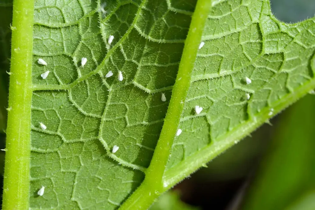 Des aleurodes sur une feuille de courgette