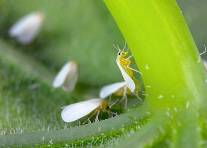 Gros plan sur des aleurodes adultes sous serre&nbsp;: mouche blanches caractéristiques d'une infestation