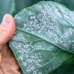 Feuilles infestées par des aleurodes sous serre : taches blanches et larves visibles