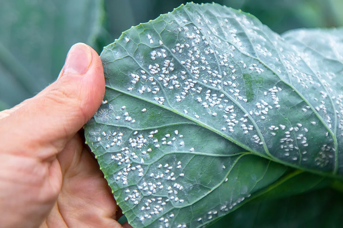 Feuilles infestées par des aleurodes sous serre : taches blanches et larves visibles