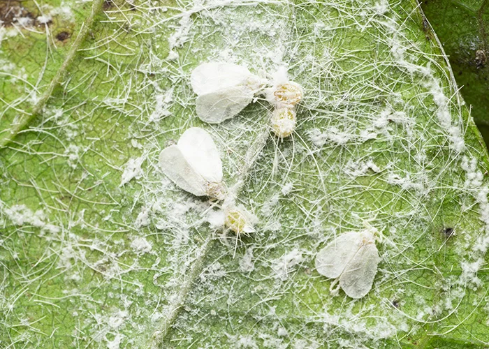 aleurodes sur feuille de plante tropicale