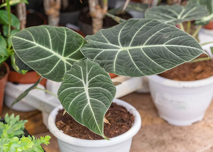 Alocasia : variété de plante tropicale