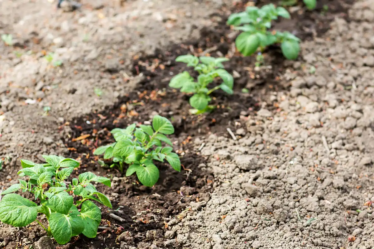 améliorer une terre de jardin argileuse