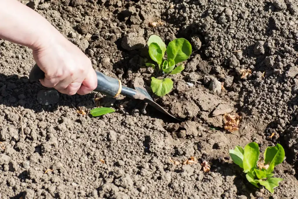 amendement terre potager argileuse