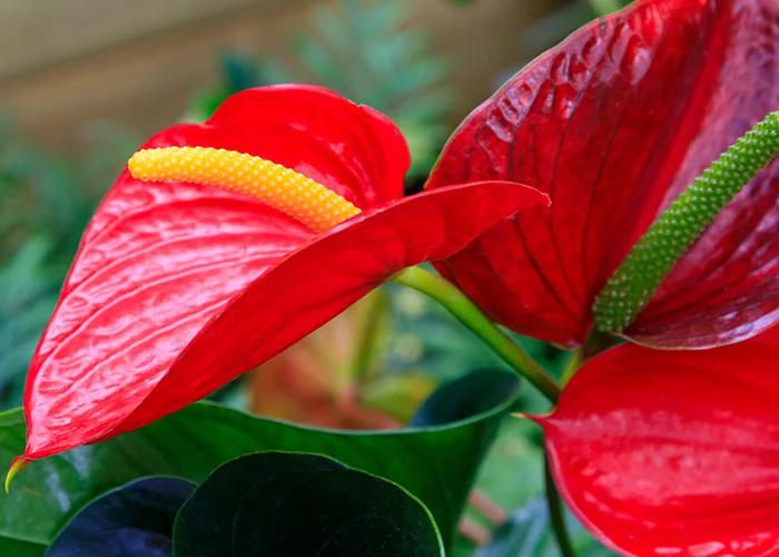 Anthurium : variété de plante tropicale à fleurs rouges