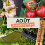 Que faire en août au jardin et au potager ?
