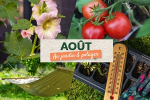 Que faire au jardin en août ?