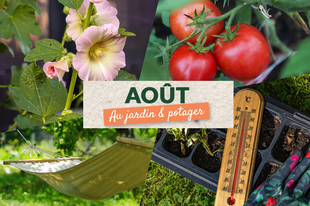 Que faire en août au jardin et au potager ?