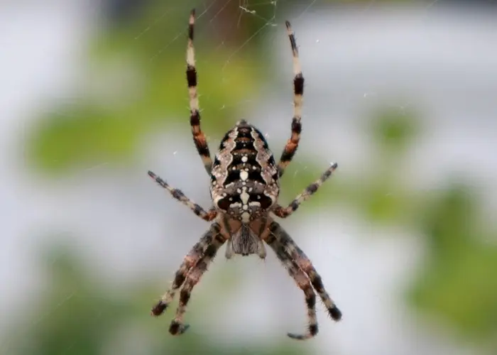 Araignée (auxiliaire du jardin)