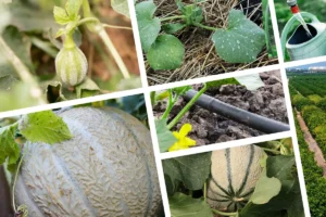 Le paillage au jardin potager [Guide complet] - France Serres