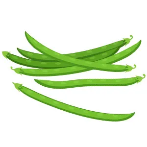 arrosage haricot vert