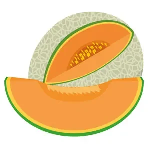 arrosage melon