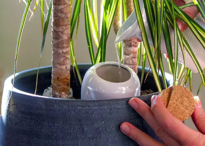 Remplissage d'un petit olla (ou oya) en céramique pour l'arrosage d'une plante d'intérieur en pot