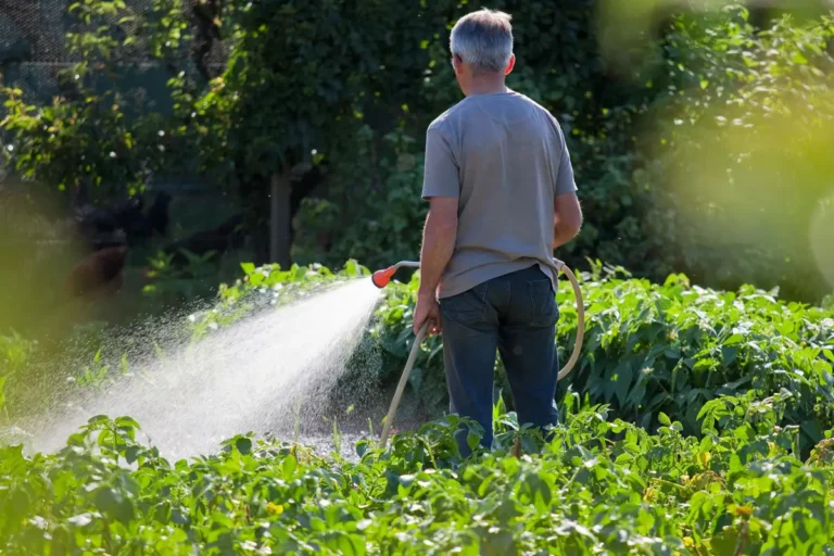 l'arrosage du potager