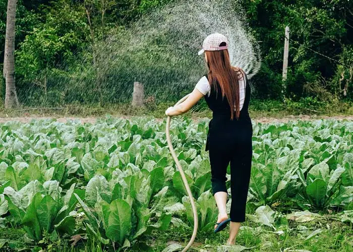 arrosage potager tuyaux