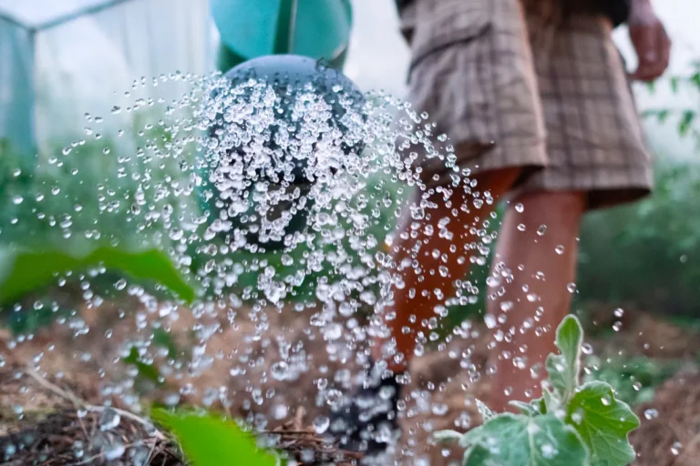 arrosage sous serre de jardin