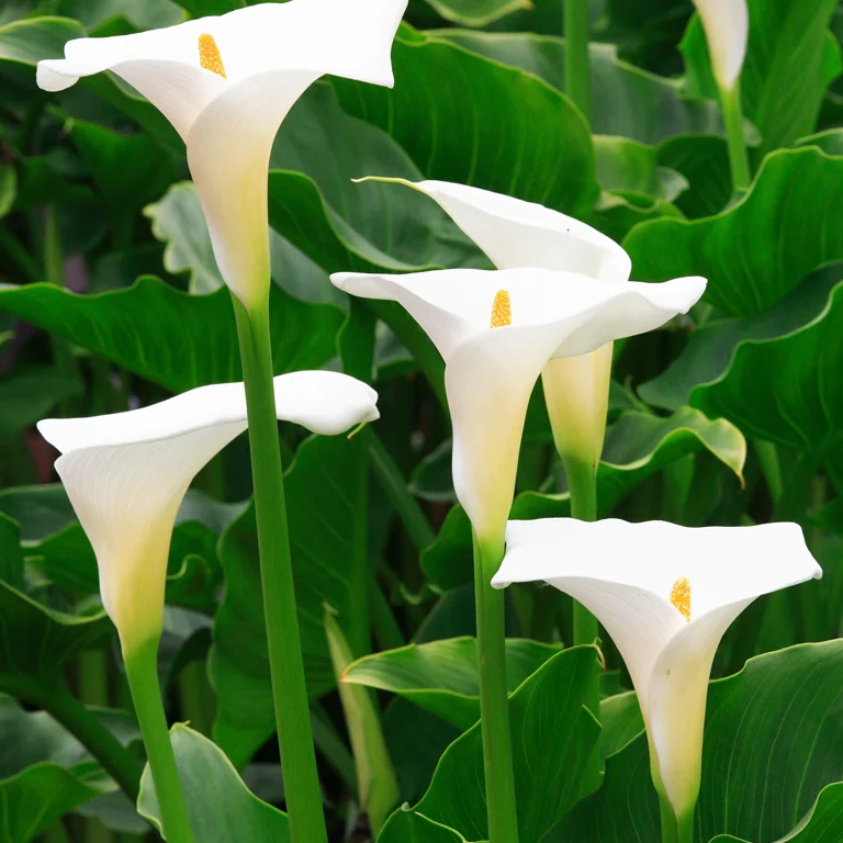 Arums dans un jardin au mois de mai