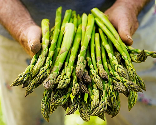 asperge