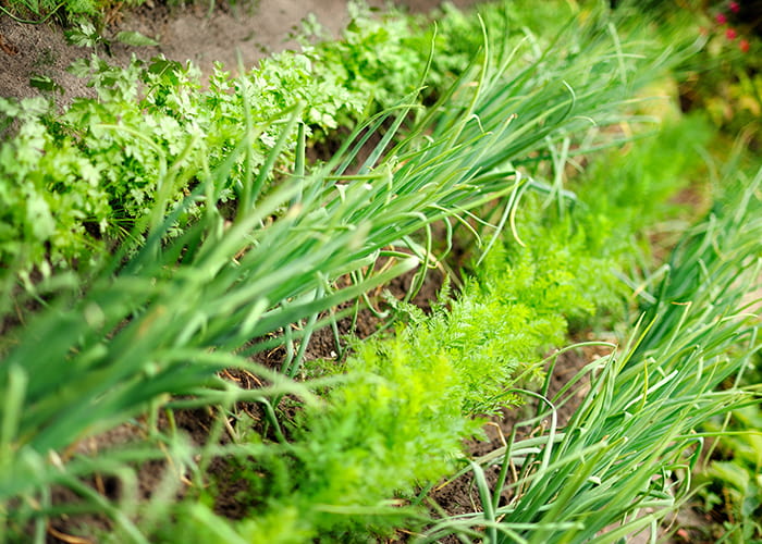 Rangs d'oignons et carottes cultivés en association dans un potager