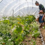 Association de cultures sous serre tunnel : concombres, fleurs et légumes feuilles cultivés ensemble sur un rang paillé