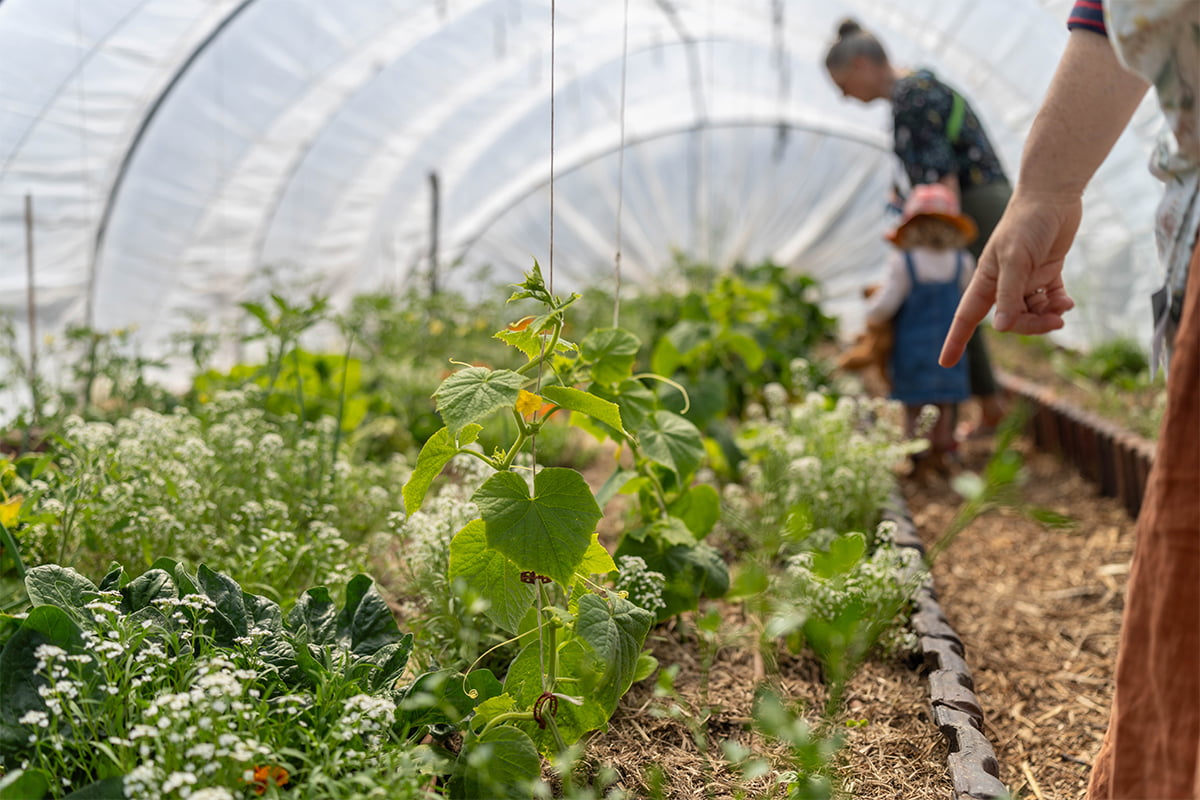 Association de cultures sous serre tunnel : concombres, fleurs et légumes feuilles cultivés ensemble sur un rang paillé