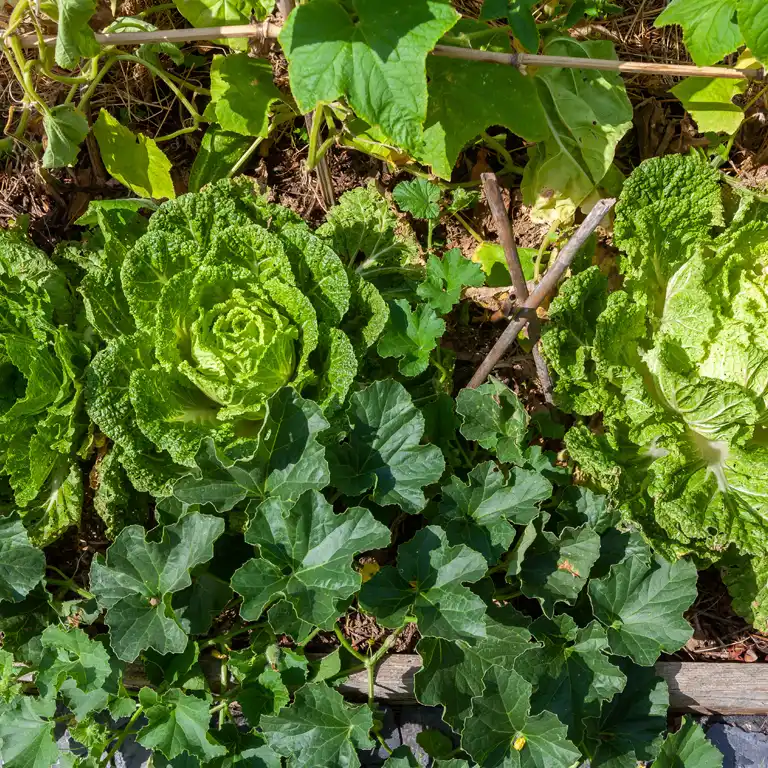 Associez les légumes à croissance rapide avec d'autres à croissance lente Associez les légumes à croissance rapide avec d'autres à croissance lente