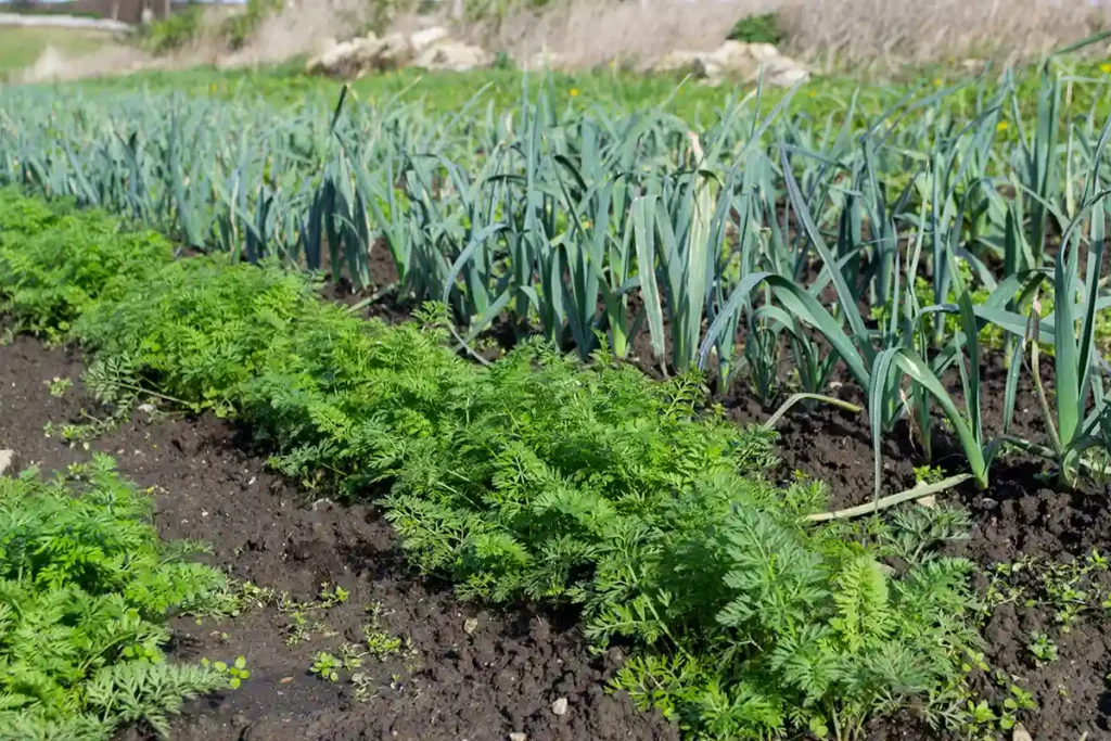 La culture des carottes