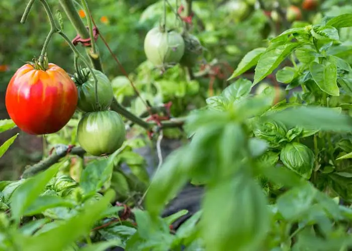 association tomate et basilic