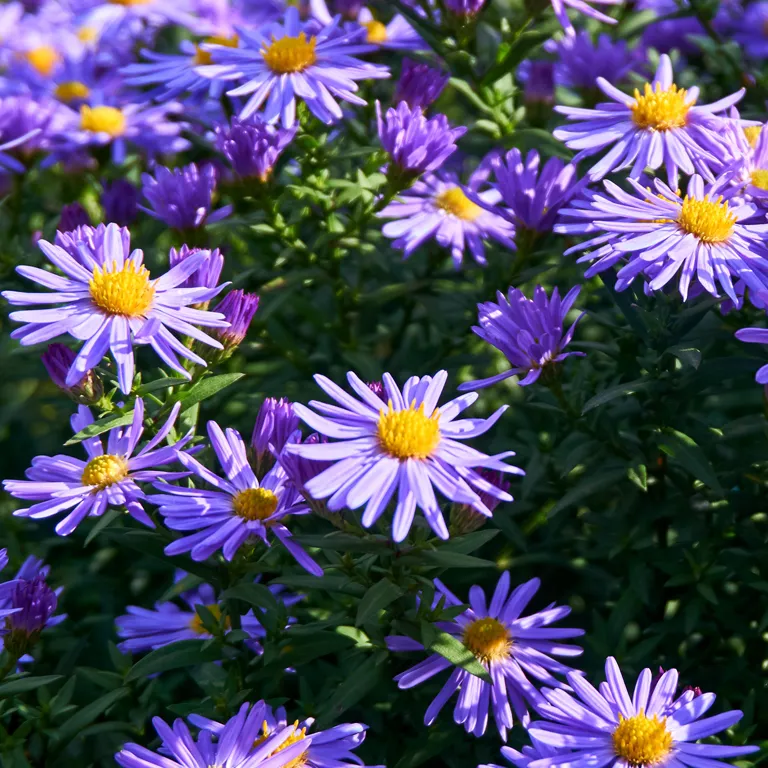 Fleurs d'aster en septembre