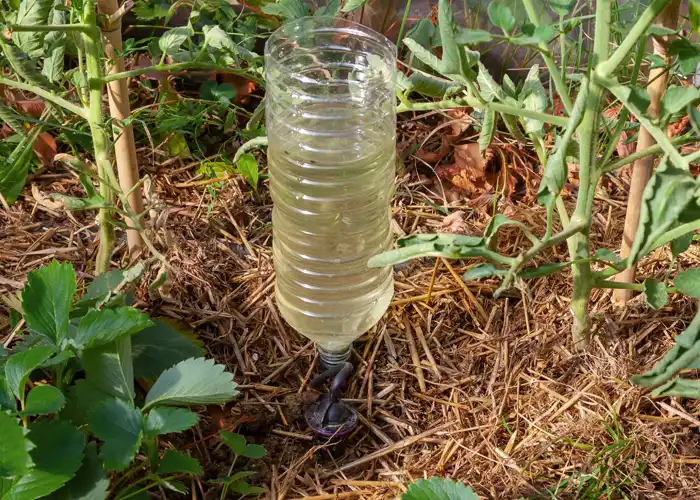 Astuce arrosage au potager : bouteille d'eau en plastique retournée