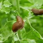 astuces naturelles contres les escargots et limaces