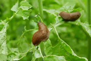 Comment se débarrasser des limaces et des escargots ?