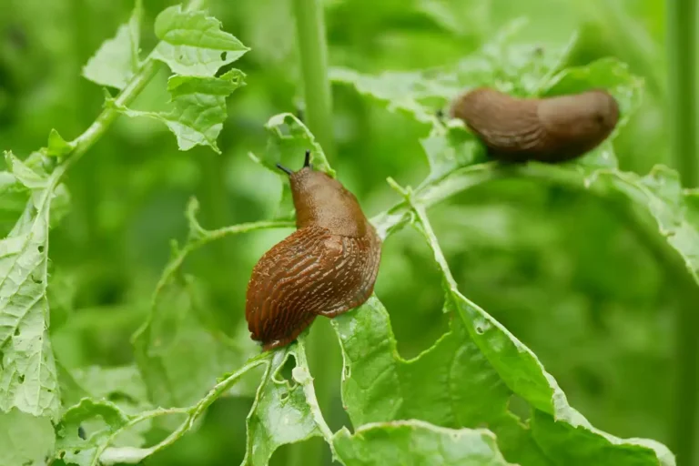 astuces naturelles contres les escargots et limaces