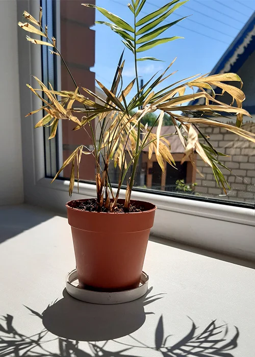 attention aux plantes tropicales exposées en plein soleil