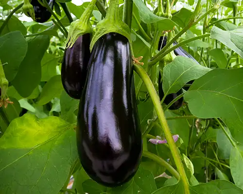 Aubergine