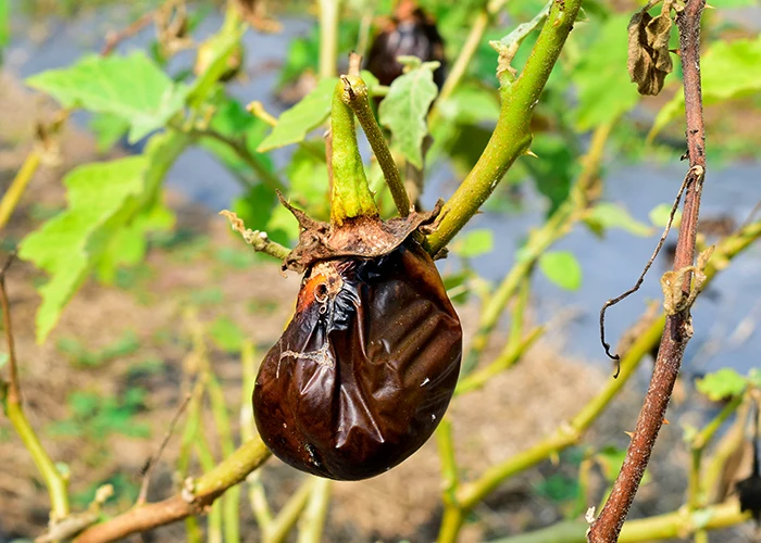 maladie aubergine