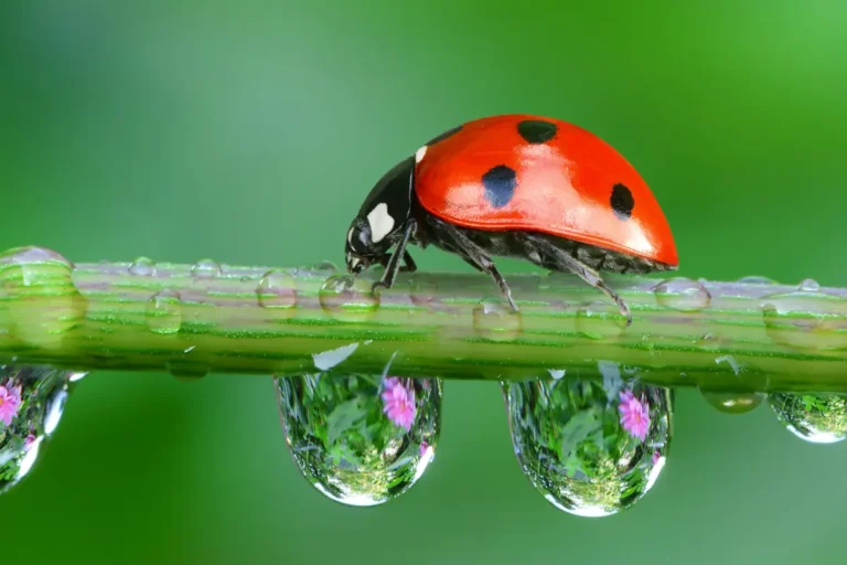 auxiliaires du jardin