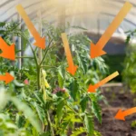 bâche de serre diffusante : quels avantages ?