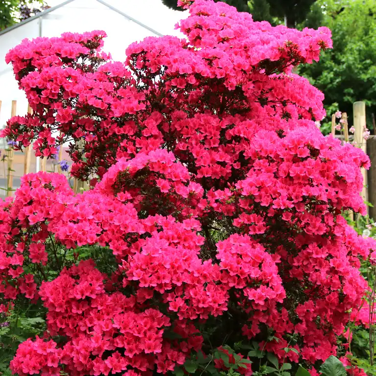 Azalée en fleurs au mois de mai