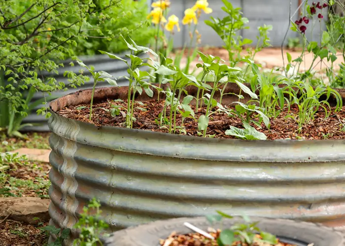Bac à plantes fait à partir d'une cuve en zinc recyclée